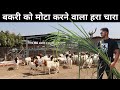बहुत सस्ते में बकरी, गाय, भैंस की सेहत बनेगी इस चारे से | Best Green Fodder For Goats, Cow, Buffalo