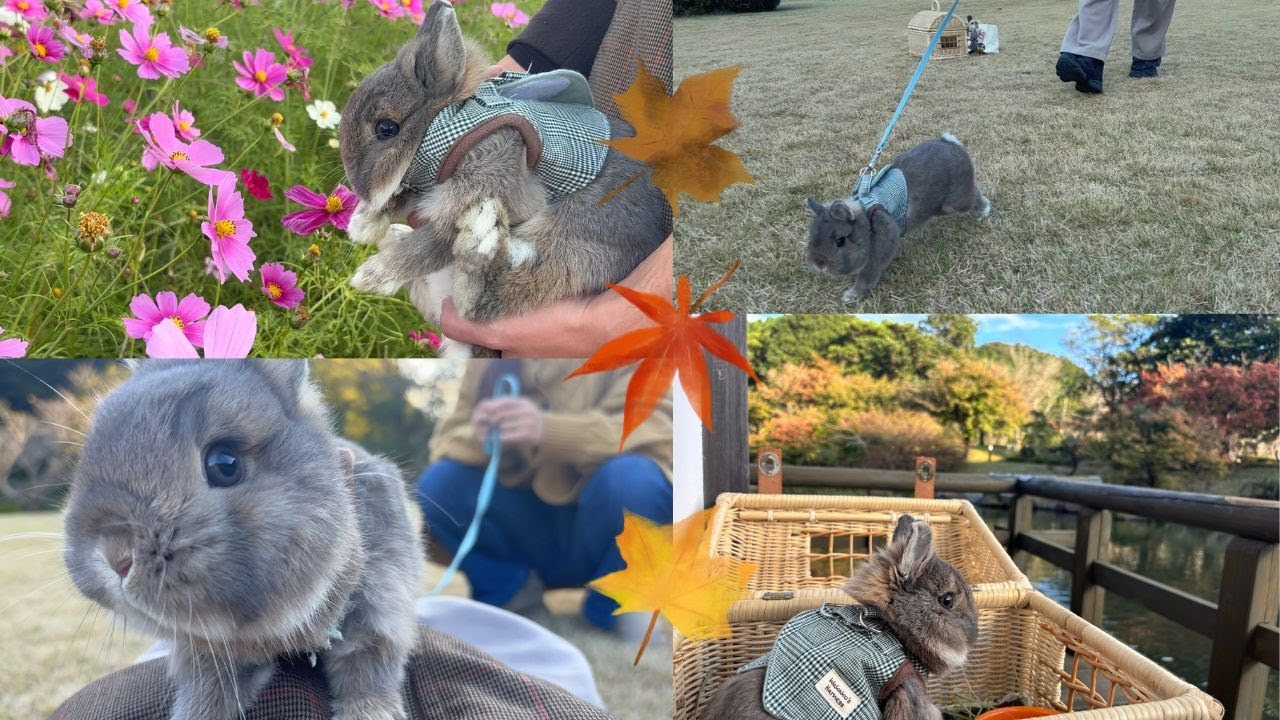 【No.120】はじめてのコスモス＆紅葉♪ラビットランで楽しむころん(*´▽｀*)