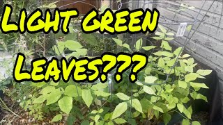 Light green leaves? (Episode 79) by The Amateur Aquaponics Guy 252 views 1 month ago 9 minutes, 33 seconds