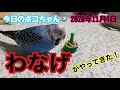 【しゃべるインコ】わなげのおもちゃがやってきた‼️開封の儀