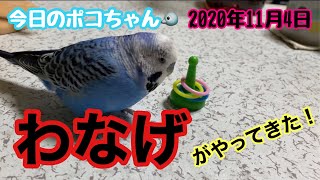 【しゃべるインコ】わなげのおもちゃがやってきた‼️開封の儀