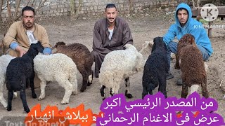 #انهيار 35 خروف و20 نتايه عليهم خروف هديه بسعر لا يصدق من المصدر الرئيسي من مزرعه المعلم اشرف مازن