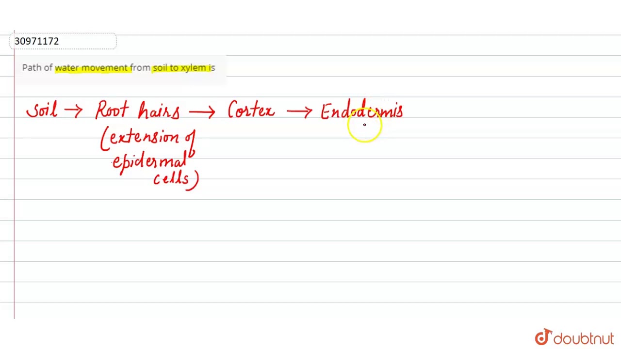 Path Of Water Movement From Soil To Xylem Is