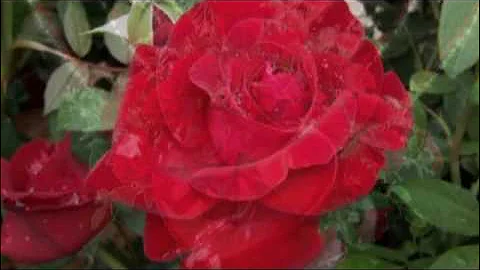 Jim Reeves - Roses are red my love.mpg