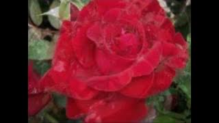 Jim Reeves - Roses are red my love.mpg