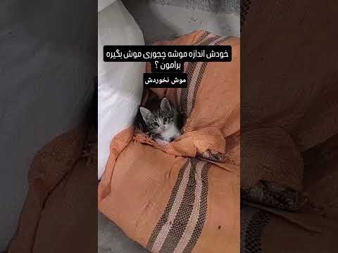 انداختن توانبارگندم موش بگیره      البرزخ