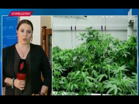 კონსულტაციები მარიხუანის კულტივირების საკითხზე