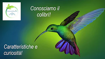 Cosa rappresenta il colibrì?