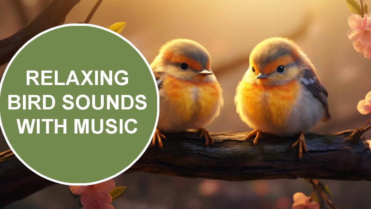 Forest Bird Sounds With Music, Relaxing Birds Meditation Soothing Sleep ...