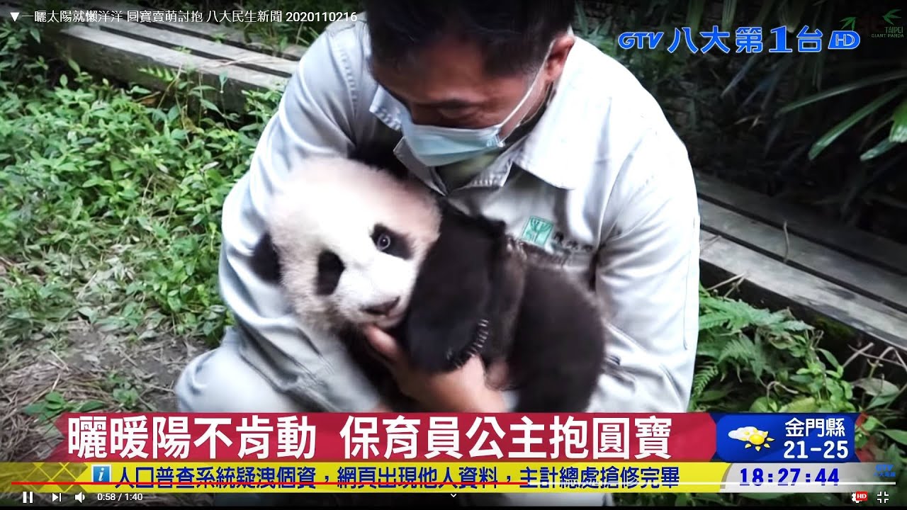 ▼一曬太陽就懶洋洋 圓寶賣萌討抱 八大民生新聞 2020110216