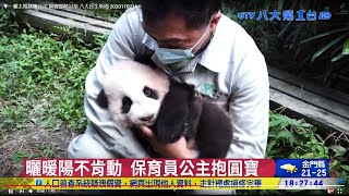 ▼一曬太陽就懶洋洋 圓寶賣萌討抱 八大民生新聞 2020110216