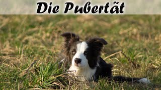 Pubertät beim Hund: Border Collie 7. Monat & Rudel (Rhodesian Ridgeback), Erfahrungen + Tipps