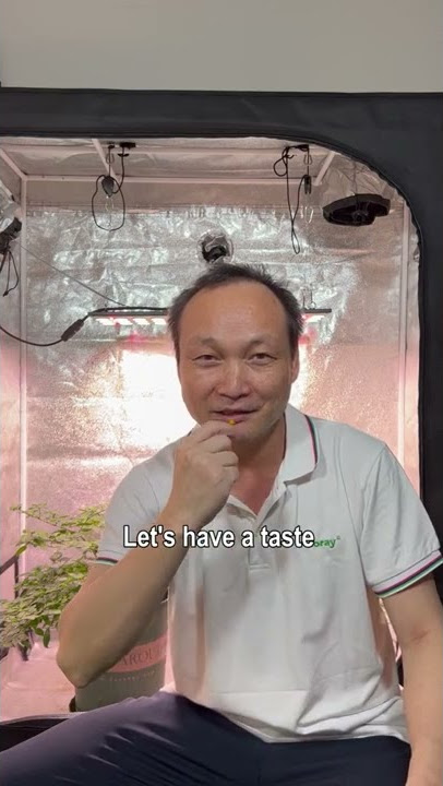 What does the world's most expensive Aji Charapita pepper taste like? Picking & Seeds