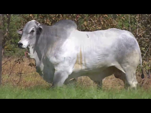 45º Mega Leilão Anual Carpa | TOUROS LOTE 03 - 5941