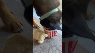 Cute Dog Loves Hidden Treats Toy!  #rescuedog #barkbox