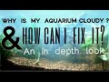 Why is my Aquarium Cloudy? The Real Reason Your Fishtank Water Looks Foggy & How to Fix, or Stop It