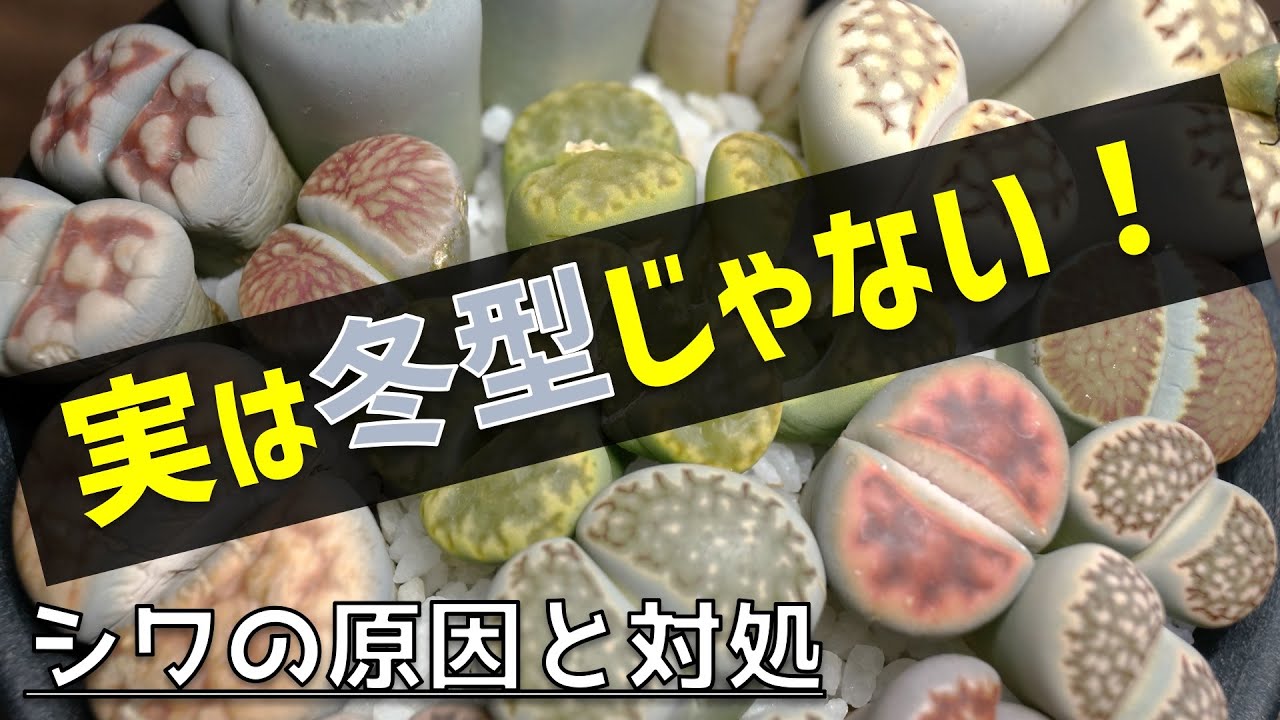 冬型多肉植物 リトープスのシワが取れない時の原因と対処 人気観葉植物 室内園芸 Youtube 冬型多肉植物 リトープスのシワが取れない時の原因と対処 人気観葉植物 室内園芸 Youtube