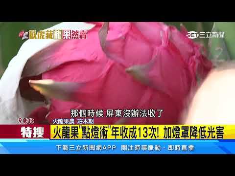 火龍果「點燈術」年收成13次！ 加燈罩降低光害｜三立新聞網 SETN.com