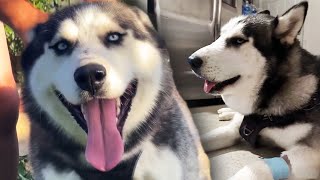 Puppy Bitten By Rattlesnake Treated With Antivenom