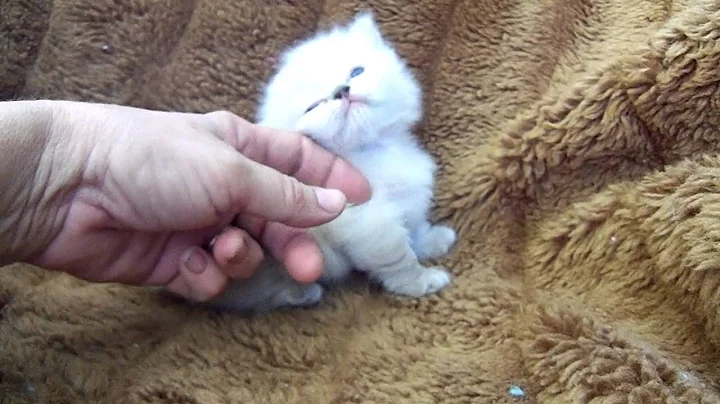 Watch the video about Nancy's kitten Munchkin Manx Himalayan Snowshoe