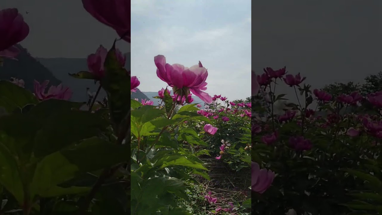 20250607작약 꽃잎이 떨어질때🌸As the peony petals flutter down🌸