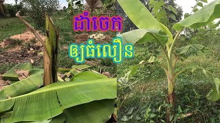 វិធីដាំចេកឲ្យធំលឿន និងដាំចេកបញ្ច្រាស់ចុង how to plant banana | Holiday agriculture