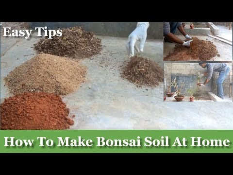 How To Make Bonsai Soil At Your Home How To Make Bonsai Soil For Beginners Bonsai Care Green Plants Youtube