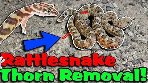 Reptiles Found on our 2019 Arizona Herping Trip! (Part 2)