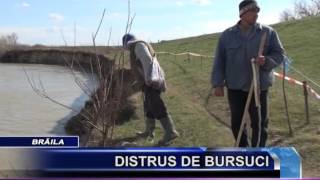 Distrus De Bursuci