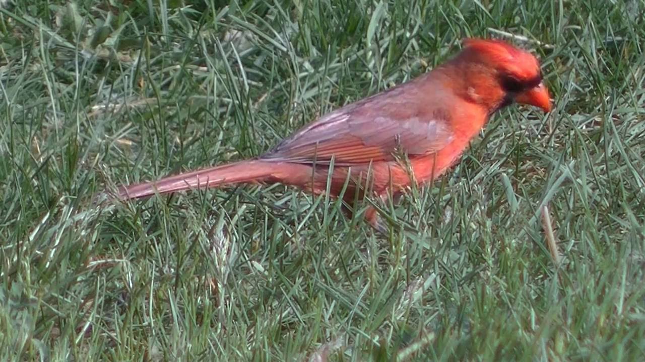 BirdsBugsBlossoms2016 vers 2