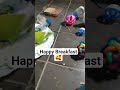 Sarapan yuuk🥰#funnyvideo #birds #parrot #lovebirds #cute #breakfast