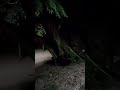 malam libur maen ayunan jika hujan saja #bocil #ayunayunan #malam #pohonbesar #gelap