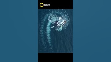 Whales Create Fibonacci Spiral 🐳 | Official YouTube channel | International geography O