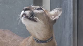 Confiscated cougar cub at Bronx Zoo, August 2021
