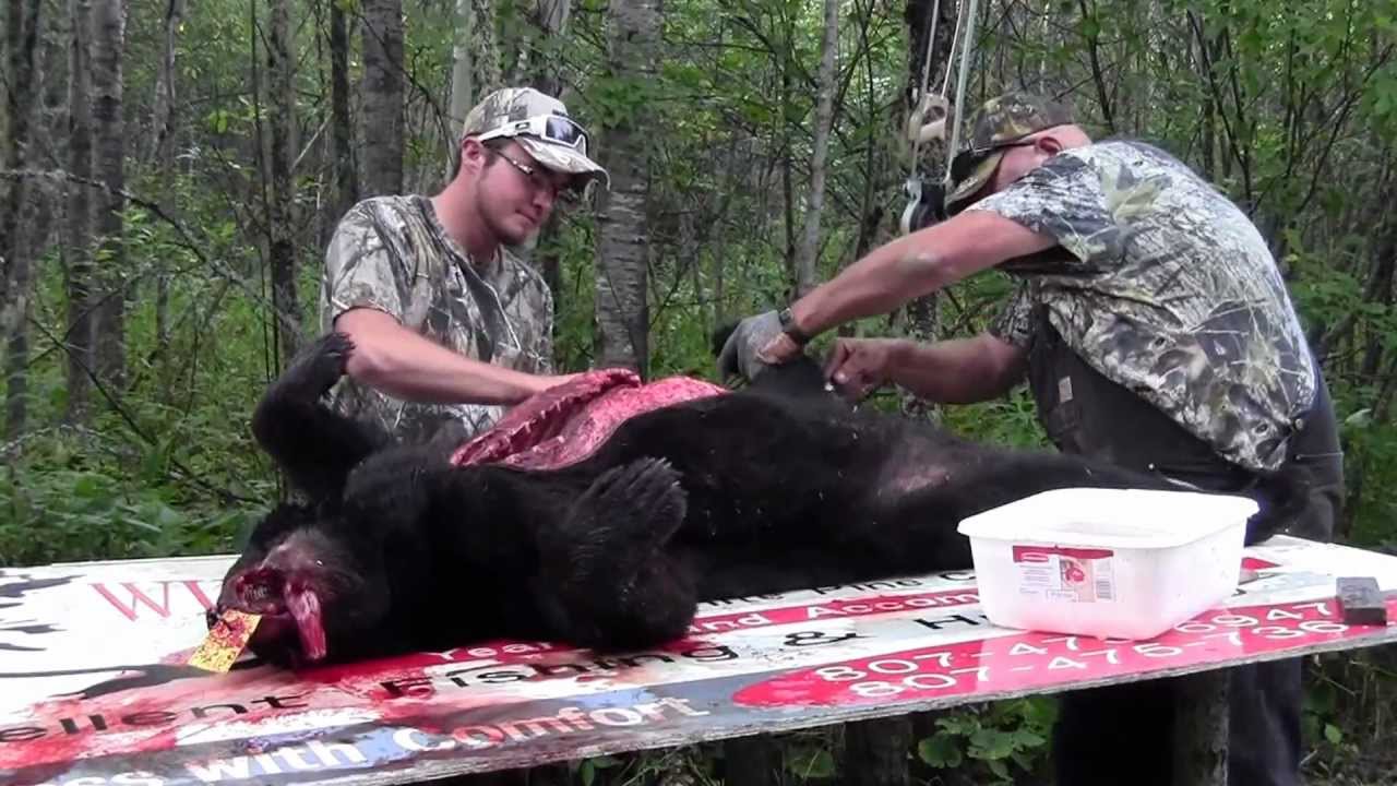 Bear Hunting Ontario Canada 
