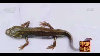 探秘新发现系列片（5）——暗河精灵水和尚 【走遍中国 20150707 】720P