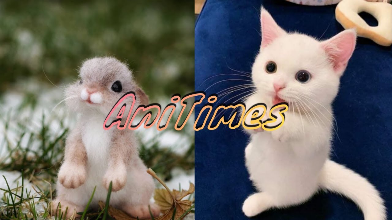 Super Cute Animals💖💖(when you're stressed)/ Tiktoks