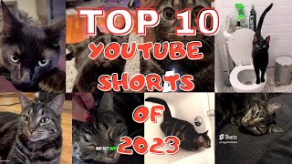 Top 10 youtube shorts of 2023 #top10 by Ziggy And Zelda 268 views 3 months ago 2 minutes