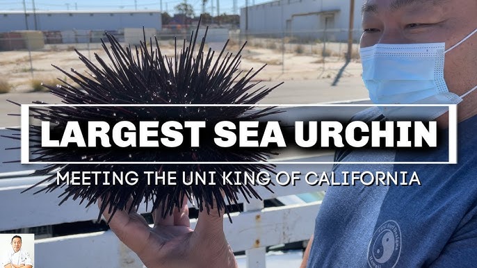 What Is Uni: A Complete Guide to Sea Urchin – The Uni Diaries