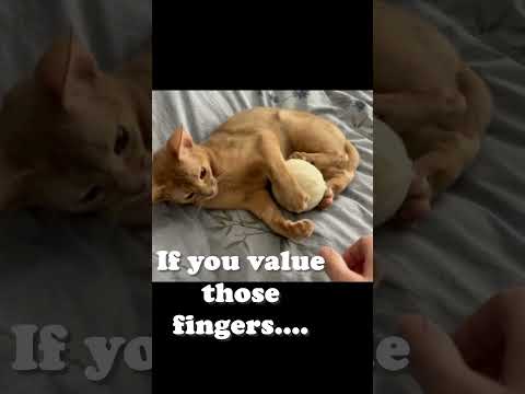 Dryer Ball or Ultimate Cat Toy?  Mila our Abyssinian Cat seems to think Cat Toy!