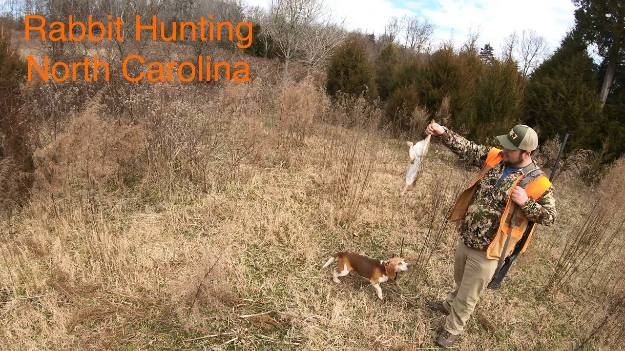 RABBIT Hunting North Carolina 16 RABBIT Day!!! (North Carolina Rabbit