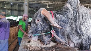Big Cow Farm in Bangladesh | Al Madina Farm | Big Big Cow screenshot 3