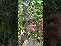 🌳🍈 Jujube Tree Girdling Technique for Better Fruit Quality