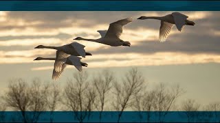 Big Sounds, Little Town & More | Nebraska Stories | Nebraska Public Media