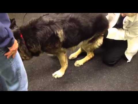 degenerative disc disease in dogs