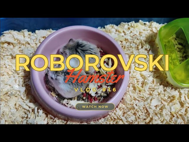 Roborovski Hamster - Eating Time