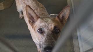 Acs A815511