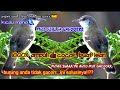 Suara Ciblek Alam Liar Gacor Cocok Buat Masteran Isian Mp3 - Mp4 Download