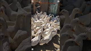 Domestic Geese Domestic Birds World Of Nature Tv 