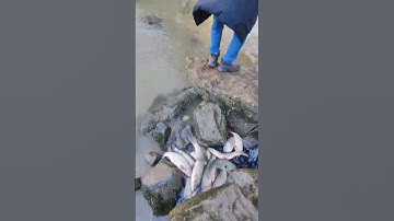 Bắt cá chép ở suối Phần Lan